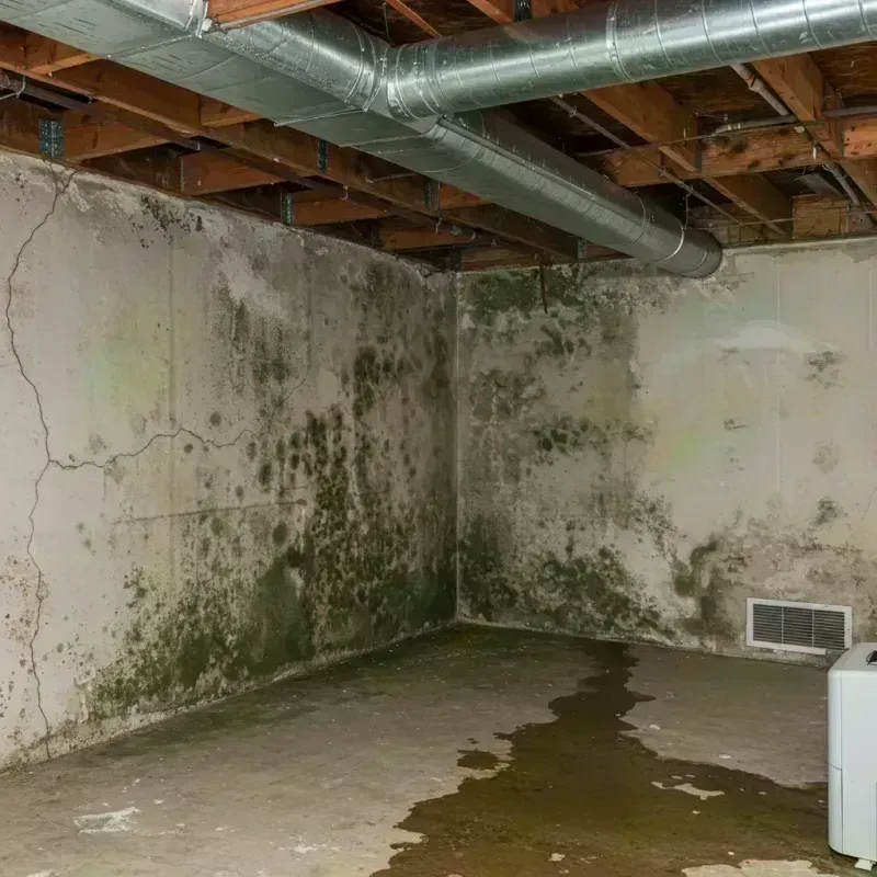 Professional Mold Removal in Washington, VA